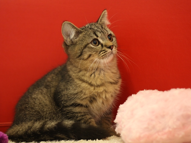 スコティッシュフォールドの子猫画像