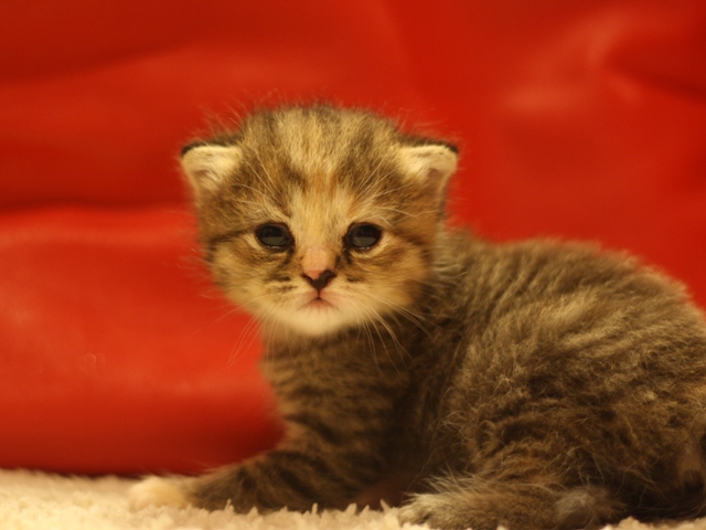 スコティッシュフォールドの子猫画像