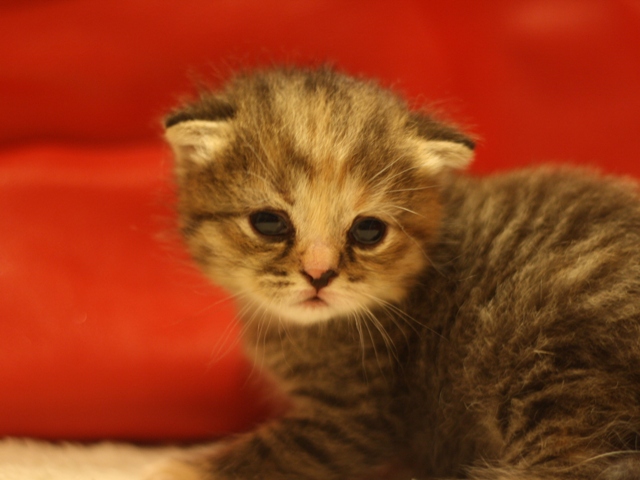 スコティッシュフォールドの子猫画像