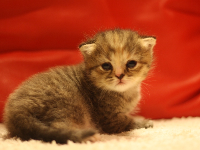 スコティッシュフォールドの子猫画像