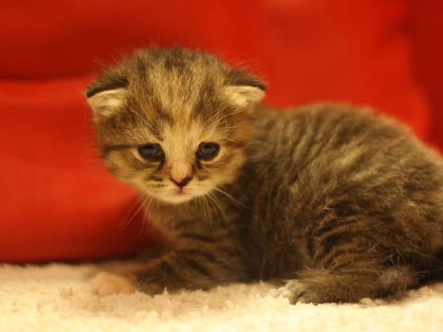 スコティッシュフォールドの子猫画像