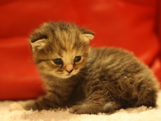 スコティッシュフォールドの子猫画像