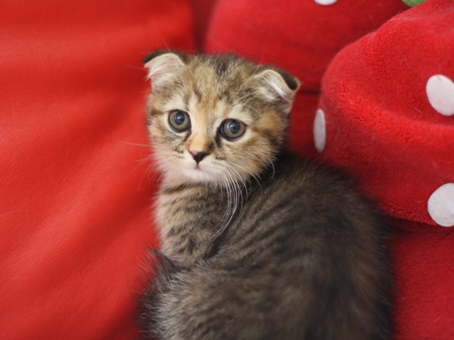 スコティッシュフォールドの子猫画像
