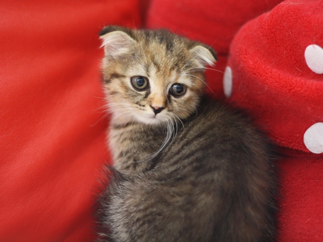スコティッシュフォールドの子猫画像