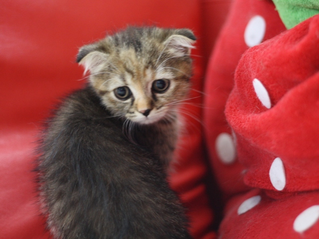 スコティッシュフォールドの子猫画像