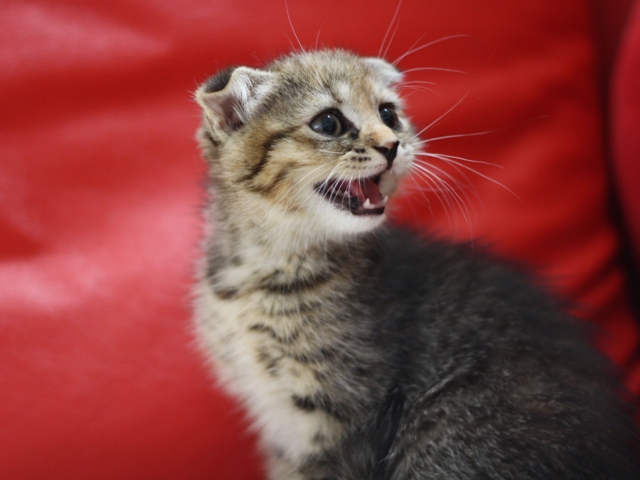 スコティッシュフォールドの子猫画像