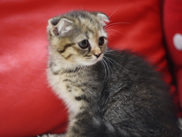 スコティッシュフォールドの子猫画像