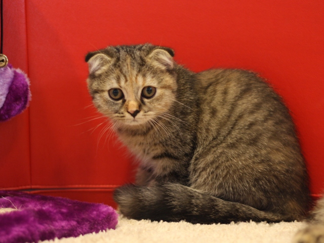 スコティッシュフォールドの子猫画像