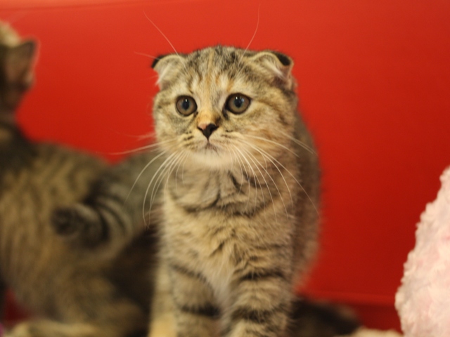 スコティッシュフォールドの子猫画像