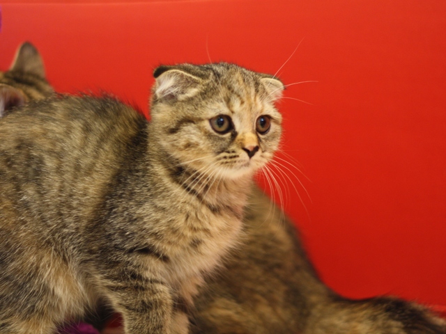 スコティッシュフォールドの子猫画像