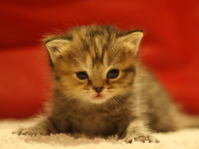 スコティッシュフォールドの子猫画像