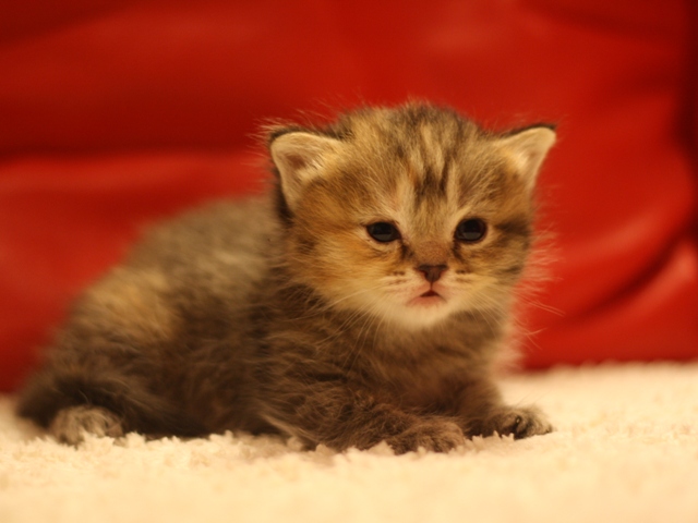 スコティッシュフォールドの子猫画像