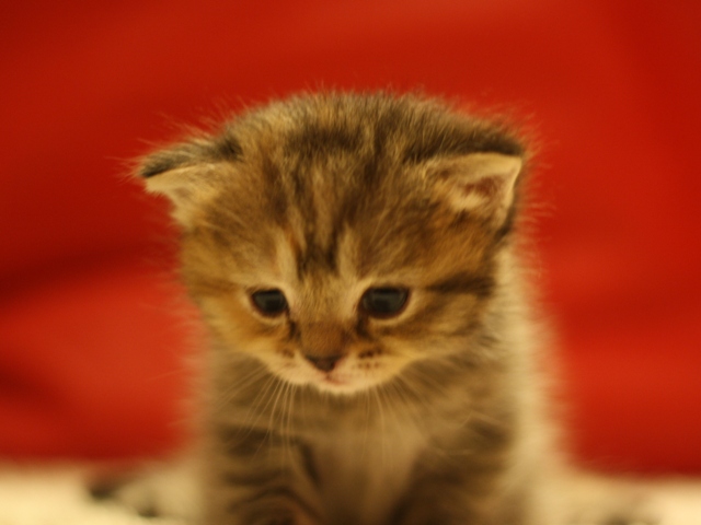 スコティッシュフォールドの子猫画像