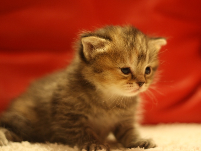 スコティッシュフォールドの子猫画像