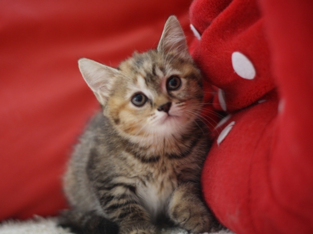 スコティッシュフォールドの子猫画像