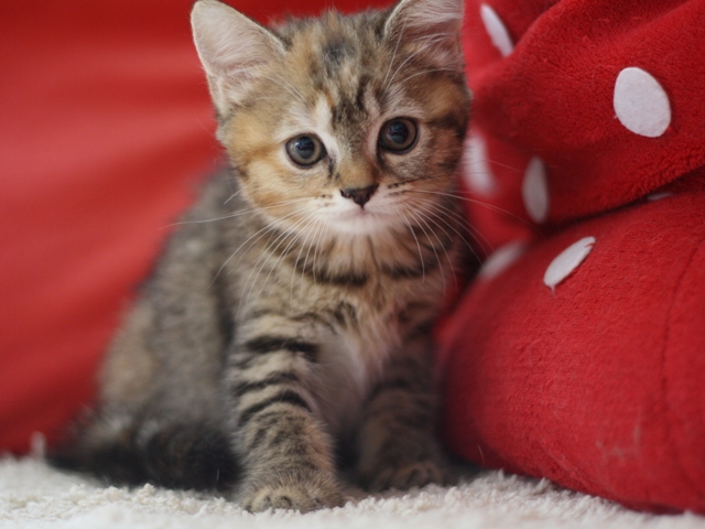 スコティッシュフォールドの子猫画像