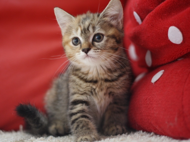 スコティッシュフォールドの子猫画像