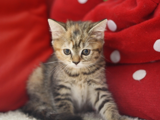 スコティッシュフォールドの子猫画像