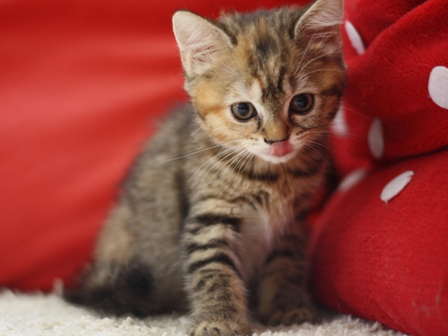 スコティッシュフォールドの子猫画像