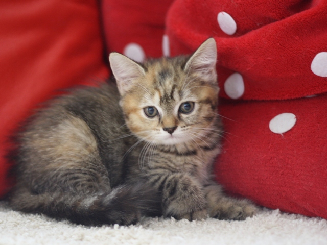 スコティッシュフォールドの子猫画像