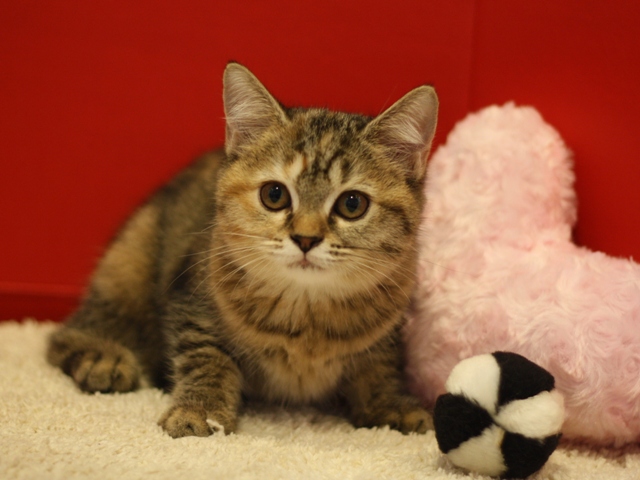 スコティッシュフォールドの子猫画像