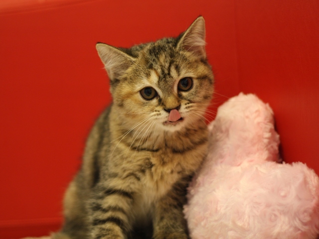 スコティッシュフォールドの子猫画像