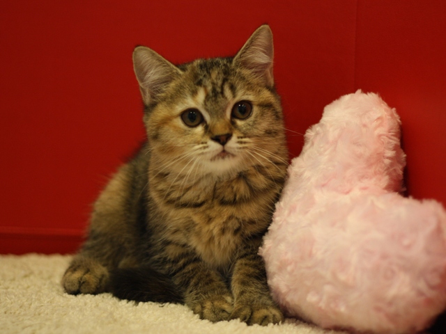 スコティッシュフォールドの子猫画像
