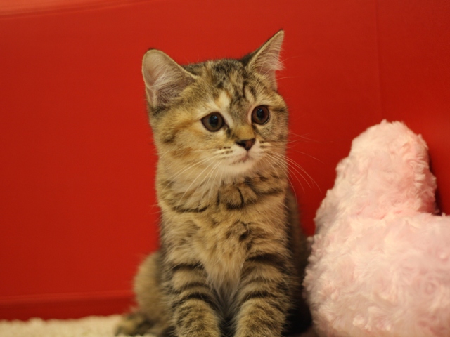 スコティッシュフォールドの子猫画像