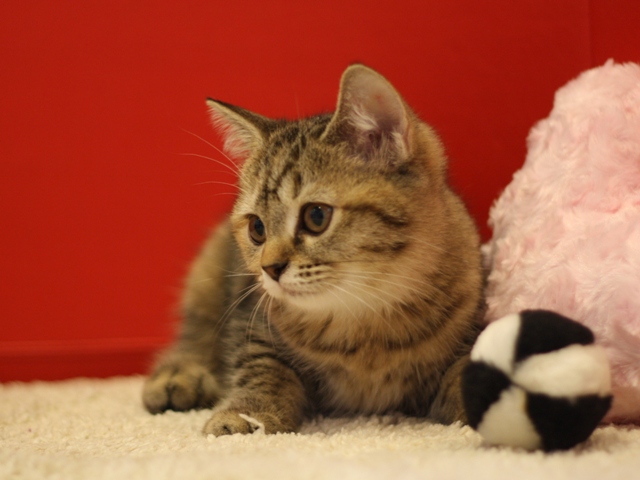 スコティッシュフォールドの子猫画像