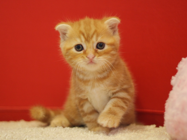 スコティッシュフォールドの子猫画像