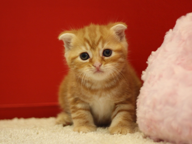 スコティッシュフォールドの子猫画像