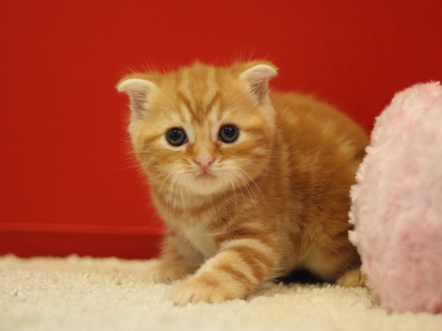 スコティッシュフォールドの子猫画像