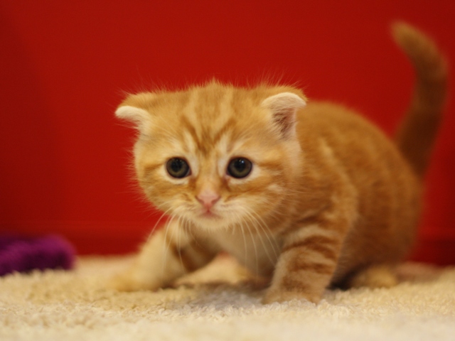 スコティッシュフォールドの子猫画像