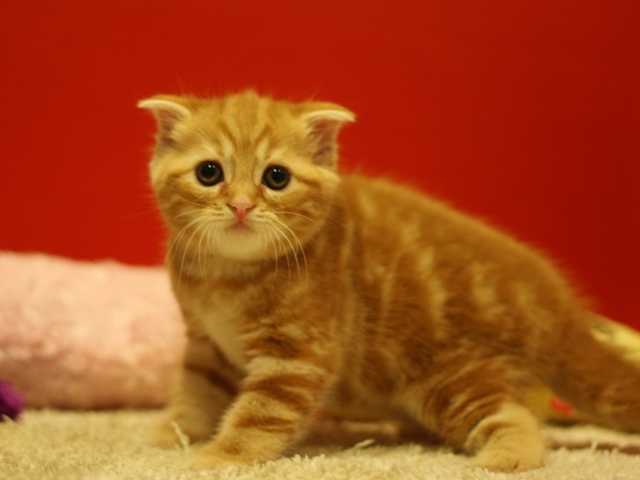 スコティッシュフォールドの子猫画像