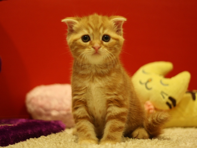 スコティッシュフォールドの子猫画像