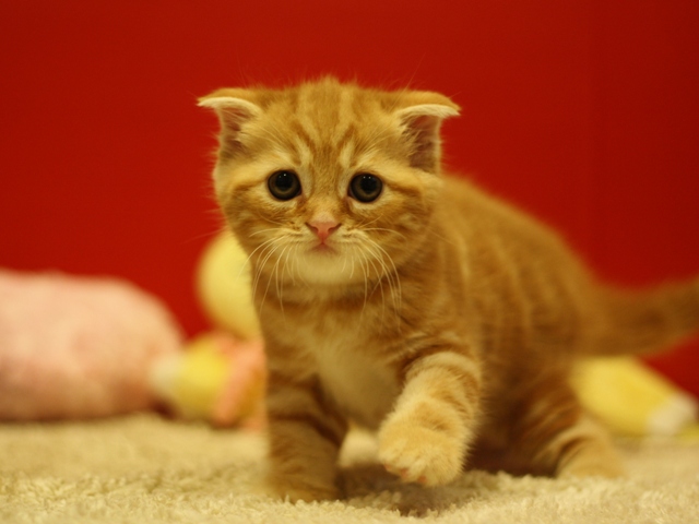 スコティッシュフォールドの子猫画像