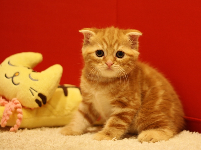 スコティッシュフォールドの子猫画像