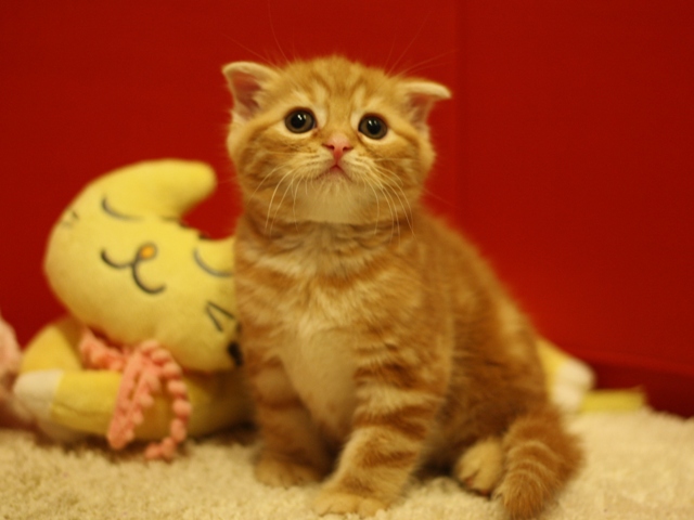 スコティッシュフォールドの子猫画像