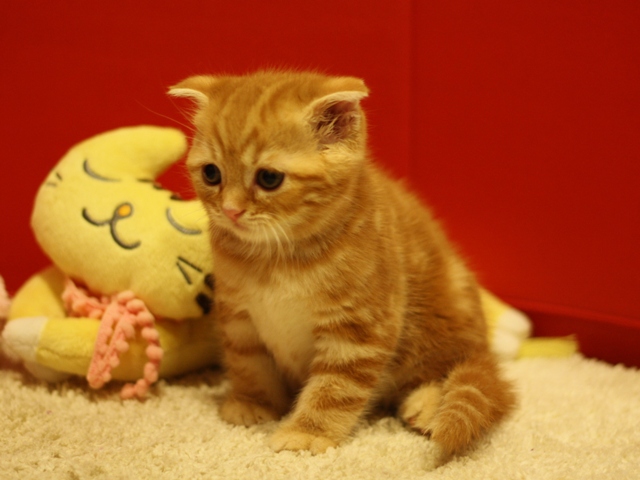 スコティッシュフォールドの子猫画像