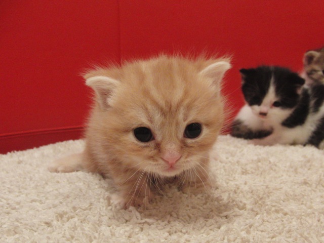 スコティッシュフォールドの子猫画像