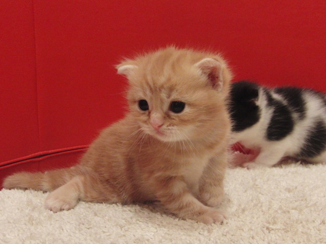 スコティッシュフォールドの子猫画像