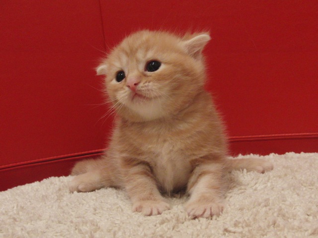 スコティッシュフォールドの子猫画像