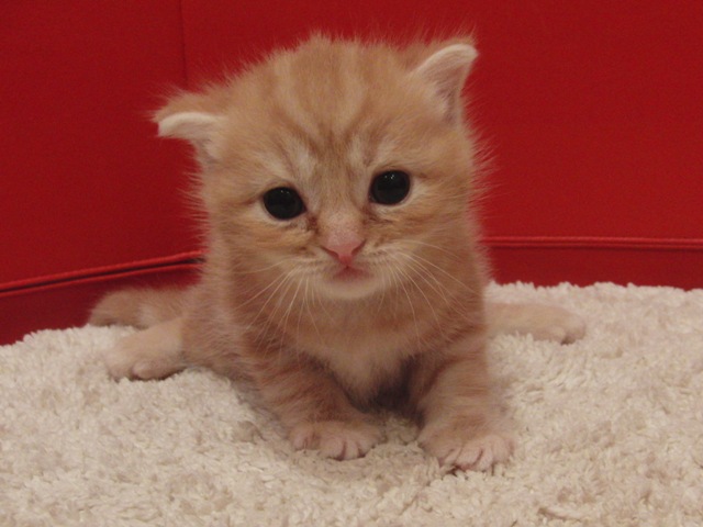 スコティッシュフォールドの子猫画像