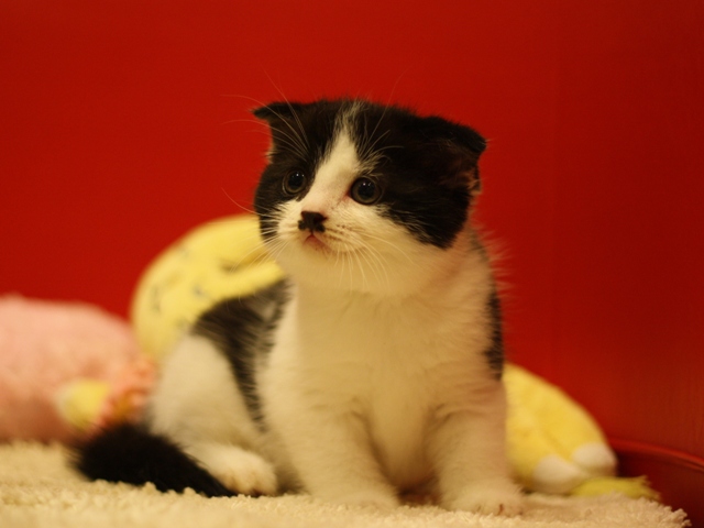 スコティッシュフォールドの子猫画像