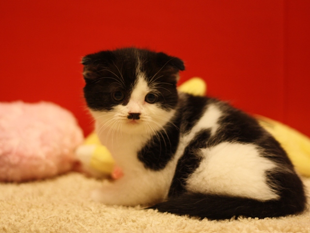 スコティッシュフォールドの子猫画像