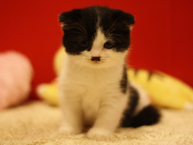 スコティッシュフォールドの子猫画像