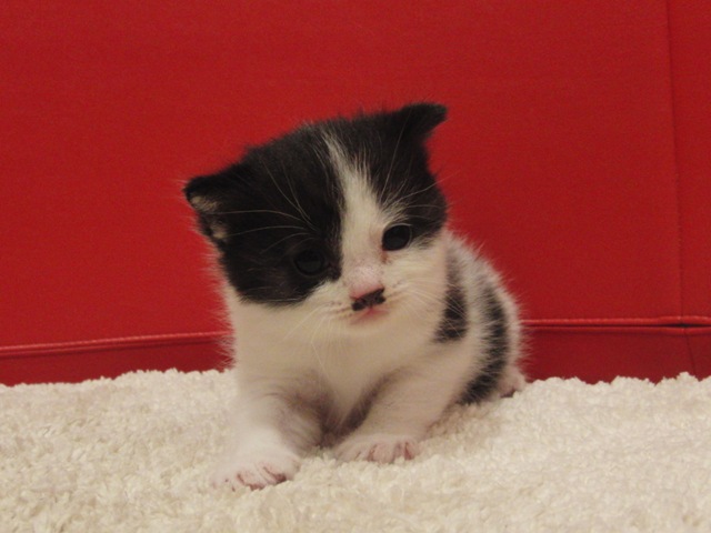 スコティッシュフォールドの子猫画像