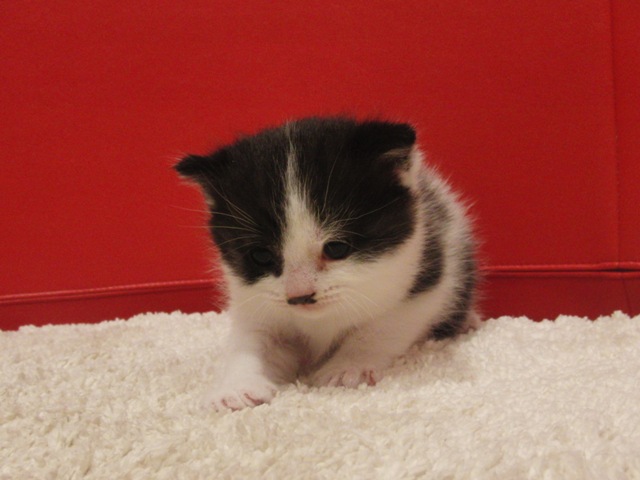 スコティッシュフォールドの子猫画像