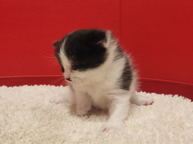 スコティッシュフォールドの子猫画像