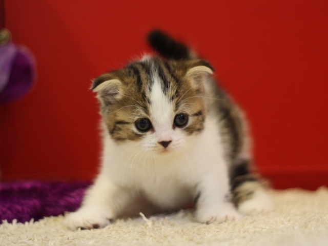 スコティッシュフォールドの子猫画像